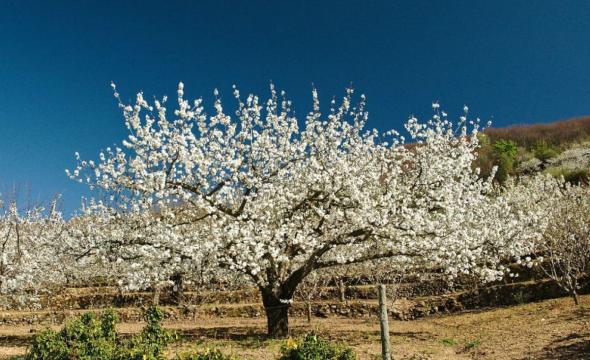 Cerezo en flor en el Valle del Jerte
